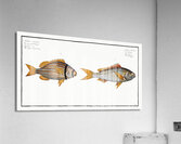 1. Cuning Sparus Cuning 2. Striped Gilt-head Sparus vittatus Acrylic Print