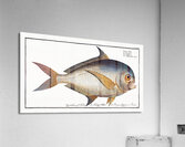 Toothed Gild-Head Sparus Raii Acrylic Print