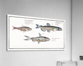 1. Capelan Salmo groenlandicus 2. Tail-spotted Salmon Salmo melanurus 3. Curimate Salmo unimaculatus Acrylic Print