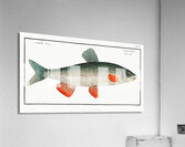 Nase-Carp Cyprinus Nasus Acrylic Print