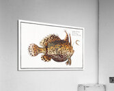 American Toad-Fish Lophius Histrio Acrylic Print