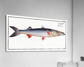 Sea-Pike Esox Sphyraena Acrylic Print