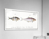 1. Cross-spine Scomber aculeatus 2. Spur-back Scomber Calcar Acrylic Print