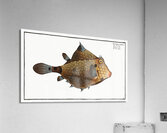 Turret-Porter Ostracion Turritus Acrylic Print