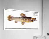 Pike of Malabar Esox malabaricus Acrylic Print