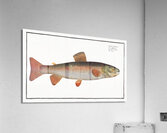 Charr Salmo Alpinus Acrylic Print