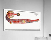 Trumpet Fistularia chinensis Acrylic Print