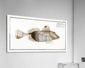 Smaller Flying-Fish Trigla Carolina Acrylic Print