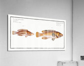 1. Green-fin Lutianus Virescens 2. Snouted Lutian Lutianus Rcstratus Acrylic Print