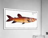 Odoe Salmo Odoe Acrylic Print