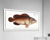 Africain Wall-eye Epinephelus Afer Acrylic Print