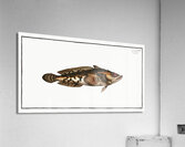 Gottus gruniens Acrylic Print