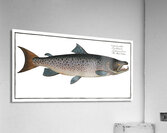 Male-Salmon Salmo Salar Mas Acrylic Print