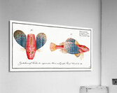 Punctulated Trigla Trigla punctata Acrylic Print