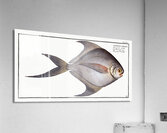 Gray Stromate Stromateus cinereus Acrylic Print