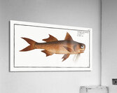 Flat-Nose Polynemus decadactylus Acrylic Print