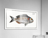 Gilt-Head Sparus Aurata Acrylic Print