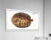 Whiff Pleuronectes punctatus Acrylic Print