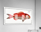 Sea-Bream Sparus Pargus Acrylic Print