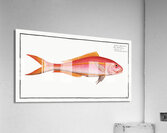 Gold-tailed Gilt-head Sparus Chrysurus Acrylic Print