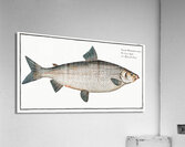 Broad-Gwiniad Salmo Thymallus latus Acrylic Print