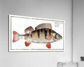 Perch Perca Fluviatilis Acrylic Print