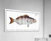 Gold-eye Lutianus chrysops Acrylic Print