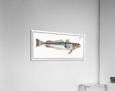Hake Gadus Merluccius Acrylic Print