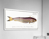 Bimaculated Silure Silurus bimaculatus Acrylic Print
