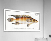 Stone-Perch Perca saxatilis Acrylic Print
