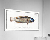 Blue-head Labrus cyanocephalus Acrylic Print