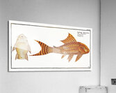 Guacari Loricaria plecostomus Acrylic Print