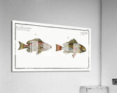 1. Lutjanus Hasta 2. Holocentrus bengalensis Impression acrylique