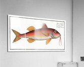 Striped Surmulet Mullus Surmuletus Impression acrylique