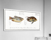 1. Punctulated Wrasse Labrus punctatus 2. Hair-finned Wrasse Labrus trichonterus Acrylic Print