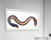 Electric-Eel Gymnotus Electricus Impression acrylique