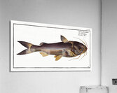 Silver-Silure Silurus Herzbergii Acrylic Print