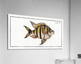 Chaetodon marginatus Acrylic Print