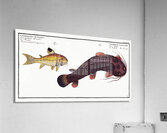 1. Tamoate Cataphractus Callychthis 2. Punctulated Cataphracte Cataphractus punctatus Acrylic Print