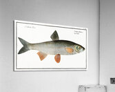 Dobula Cyprinus Dobula Acrylic Print