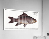 Fringed Carp Cymbrinus fimbriatus Acrylic Print