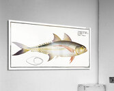 Rottlers Mackrel Scomber Rottleri Acrylic Print