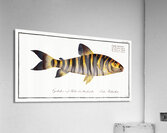 Streaked Salmon Salmo fasciatus Acrylic Print