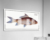 Cirrhated Carp Cyprinus cirrhosus Acrylic Print