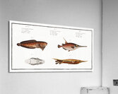 1. Snipe-Fish Centriscus Scolopax 2. Knife Fish Centriscus Scutatus 3. 4. Unctuous Sucker Cyclopterus Liparis Acrylic Print