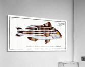 Warna Anthias Diagramma Acrylic Print