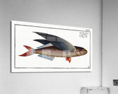 Flying-Fish Exocoetus evolans Acrylic Print