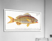 Grunt Anthias formosus Acrylic Print