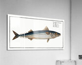 Mackrel Scomber Scomber Acrylic Print