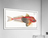 Piper Trigla Lyra Acrylic Print